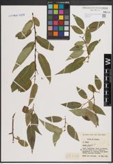 Foto von Salix fragilis L.